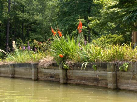 pond border garden